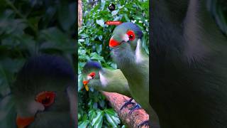 turaco bird sound bird short turaco [upl. by Belita389]