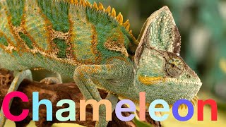 Chameleon catching prey  Beautiful slow motion footage [upl. by Kiyohara]