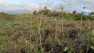 Beautiful Wild Flowers Dancing In The WindBeach Wild Flowers [upl. by Nyliahs]