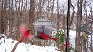 Winter Birds Feeding Frenzy Cats LOVE It [upl. by Winfrid]