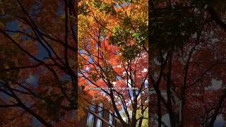 These City Trees are THRIVING in Philadelphia at Penn trees [upl. by Neeham948]