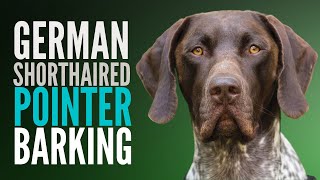 German Shorthaired Pointer GSP Dog Barking Sound Effects Pointer Makes The Loudest Barking Noise [upl. by Ulah411]