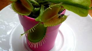 Ma Plante carnivore La dionée Dionaea muscipula [upl. by Oknuj]