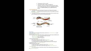 clavicle anatomy [upl. by Ierbua]