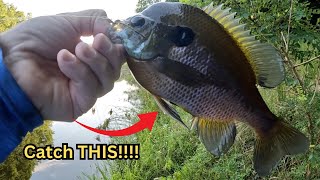 Catching TONS of BLUEGILL East of the Mississippi [upl. by Sirret]