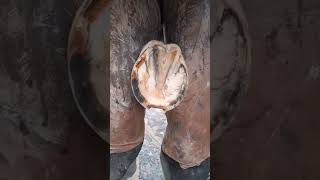 tiktok viral foryou farrier farrierlife farriersoftiktok horse hoofcare hoof satisfying [upl. by Kata]