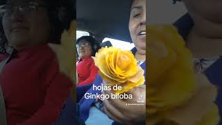 rosas de hojas de de Ginkgo biloba mira q lindas [upl. by Neel]