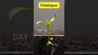 Timelapse of seed growth plant timelapse new 🍓👍🌄 [upl. by Bega]