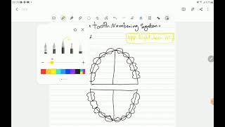 نظام ترقيم الاسنان teeth numbering system [upl. by Ailemap]