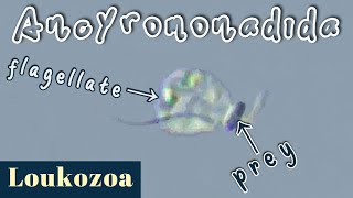 Ancyromonada Feeding process of a small biflagellated quottwitchyankingquot protist [upl. by Lorou171]