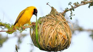 15 Most Amazing Nests In The Animal World [upl. by Natal996]