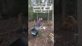 Splitting the wood 🪵 in the backyard woods woodsplitting splittingwood wood woodworking [upl. by Anaujait]