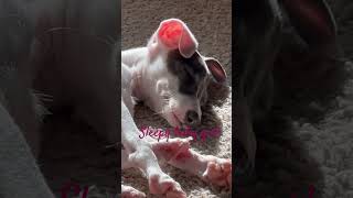 Flash sunbathing and sound asleep 😴 italiangreyhound cute doglover [upl. by Olenta]