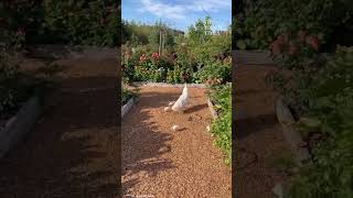 Mother peacock and her chicks walk around the garden 😊 [upl. by Gardell]