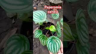 Peperomia sandia [upl. by Sset]