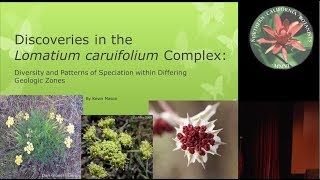 Discoveries within the Lomatium caruifolium Complex [upl. by Platt15]