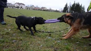 Staffordshire bull terrier vs German shepherd [upl. by Hocker]