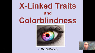 X Linked Traits and Colorblindness [upl. by Elijah]