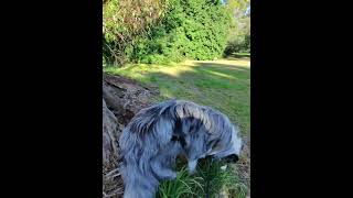 Blue amp Red Merle Border Collies Australias Cutest Companions BorderCollie MerleCollie [upl. by Bosch]