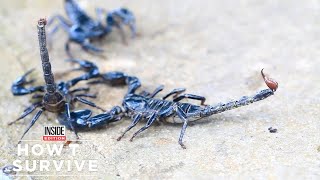 How to Survive a Scorpion Sting [upl. by Ahsit]