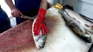 Trout filleting With the best method but simple [upl. by Fradin]