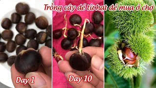 Thử trồng cây dẻ từ hạt dẻ mua ở chợ  Try planting chestnuts from seeds [upl. by Judon]