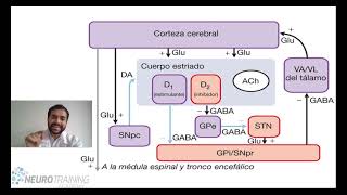 VIA EXRAPIRAMIDAL CURSO NEUROANATOMIA [upl. by Essila17]