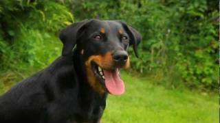 BeauceronBayernde [upl. by Yadseut]