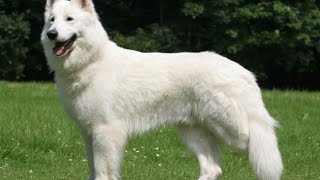 Berger Blanc Suisse  tout savoir sur cette race de chien White Swiss Shepherd VF [upl. by Livia]