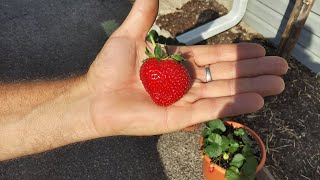 Harvesting Charlotte Strawberries From Containers 10424 [upl. by Jasmin]