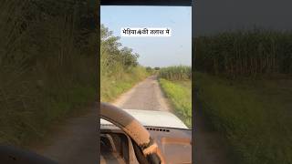 Bhediye ki talash jaari Bahraich m bhediye ki talash m shortvideo wildlife [upl. by Rekoob553]