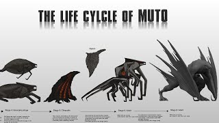 MUTOs Life Cycle Explained [upl. by Lorie474]