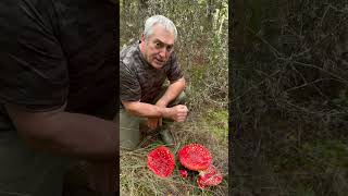 🍄✨ ¿Sabíais Esto de la Amanita Muscaria ¡Encontré Unas Gigantes 😲🌲 Son alucinógenas 😵 [upl. by Stannfield476]