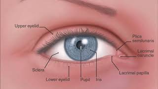 conjunctiva 1 [upl. by Mabelle]