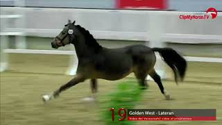 19 Junghengst v Golden West  Lateran [upl. by Wiersma761]