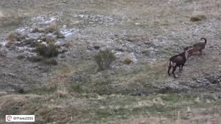 ¡¡¡Impresionante lobo atacando a un gran macho montés [upl. by Verlie]