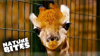 Adorable Baby Giraffe Learns To Run  The Secret Life of the Zoo  Nature Bites [upl. by Ahab]