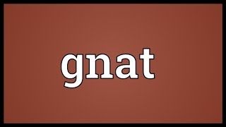 Gnat Meaning [upl. by Onafets]