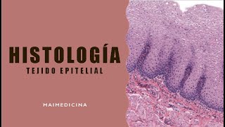 Histología  Tejido Epitelial  H3 [upl. by Prasad665]