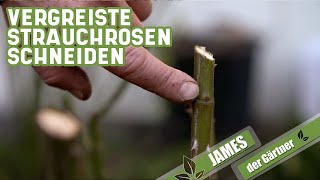 Verjüngungskur für vergreiste Strauchrosen  James der Gärtner [upl. by Llehsal]