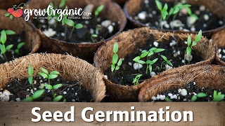 Seed Germination  Scarification Stratification and Soaking [upl. by Llehsim]