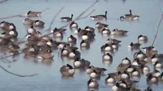 Retour des outardes pour le nord  Bernache du Canada [upl. by Sinnek502]