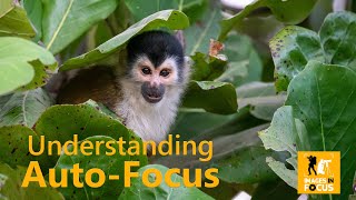 Understanding Auto Focus [upl. by Nikolas956]