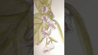 Spreading Dogbane art watercolor sketch drawing [upl. by Lindsley]