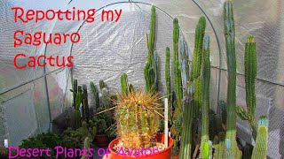 Repotting my Saguaro Cactus  Carnegiea gigantea cactus cacti cactusplants [upl. by Ardnic]