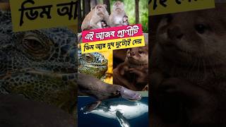 এই প্রাণীটি ডিম আর দুধ দুটোই দেয়  Platypus Facts shorts ytshorts viral [upl. by Dare449]