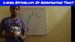 Respiratory tractLining epithelium and pathway of air [upl. by Ssor]