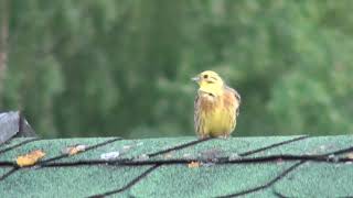 Trznadel  Emberiza citrinella Biaslowieza Poland [upl. by Michigan]