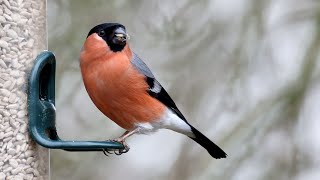 Bullfinches on the feeder [upl. by Macomber]