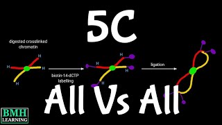 5C  Chromosome Conformation Capture Carbon Copy  3C Vs 4C [upl. by Anwahsar]